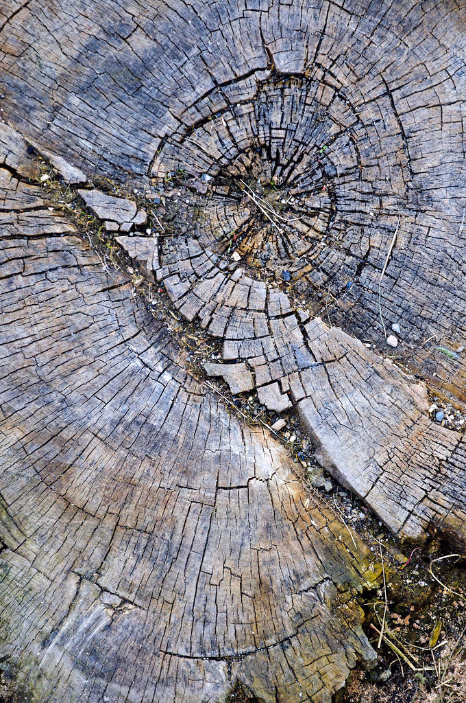 Aging & Longevity